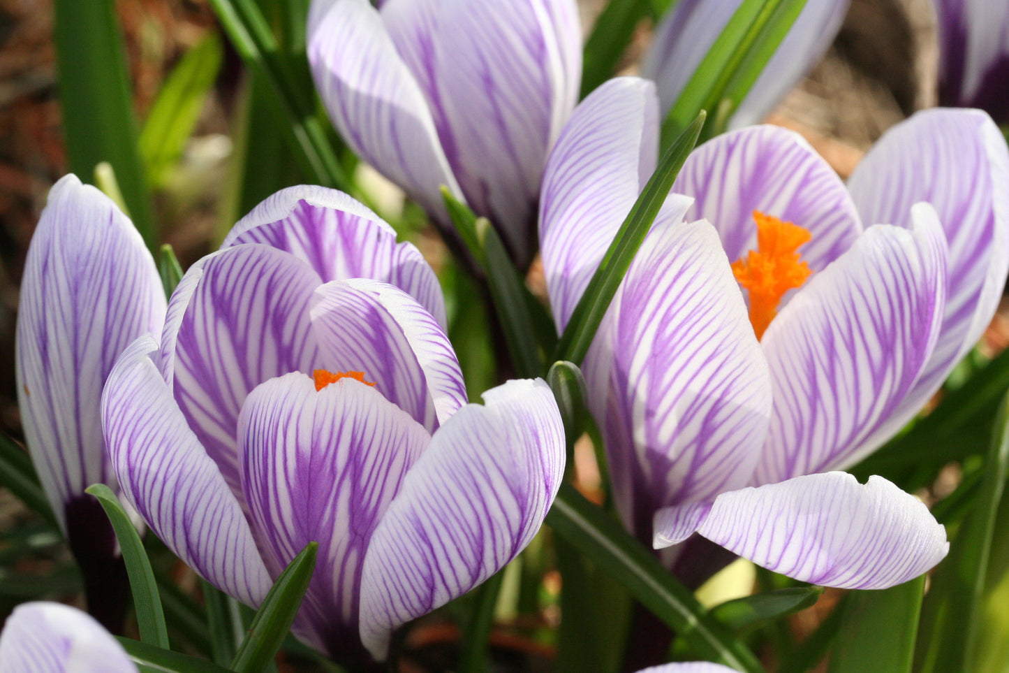 Crocus vernus 'Pickwick' - vorkrókus