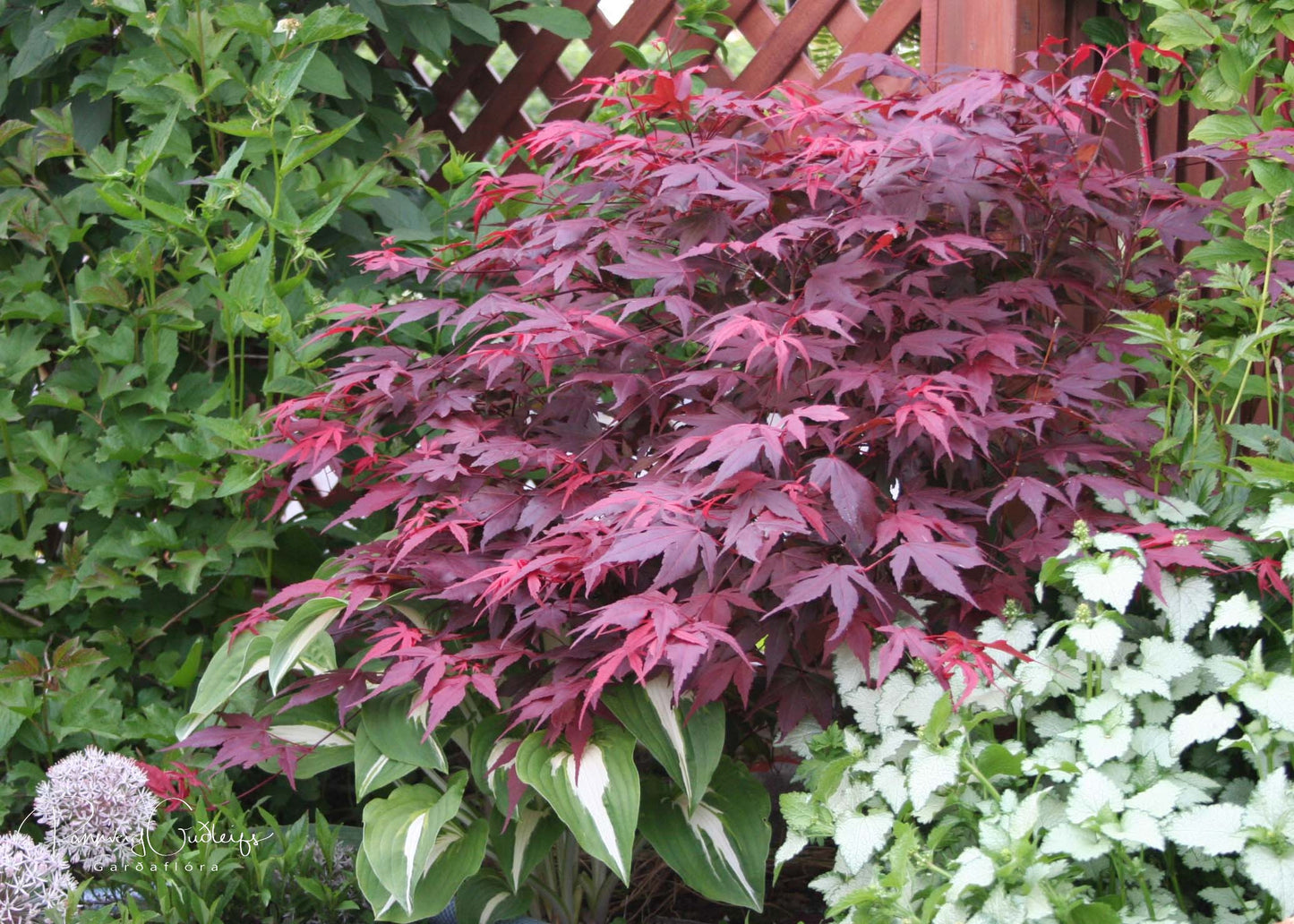 Acer palmatum 'Atropurpureum' - japanshlynur