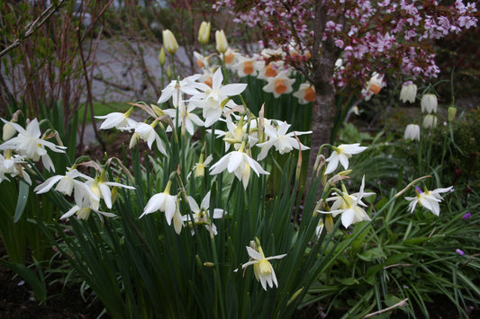 Narcissus triandrus 'Thalia' - pálmasunnulilja