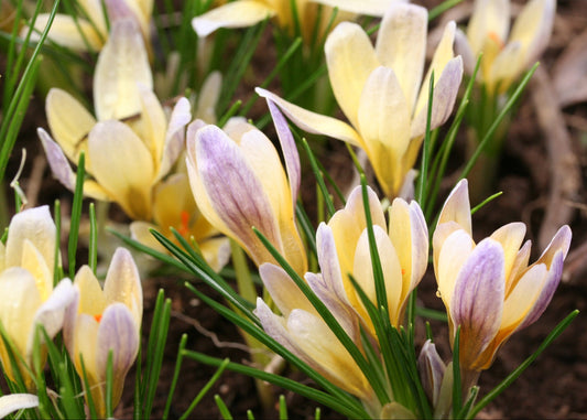 Crocus chrysanthus 'Advance' - tryggðakrókus