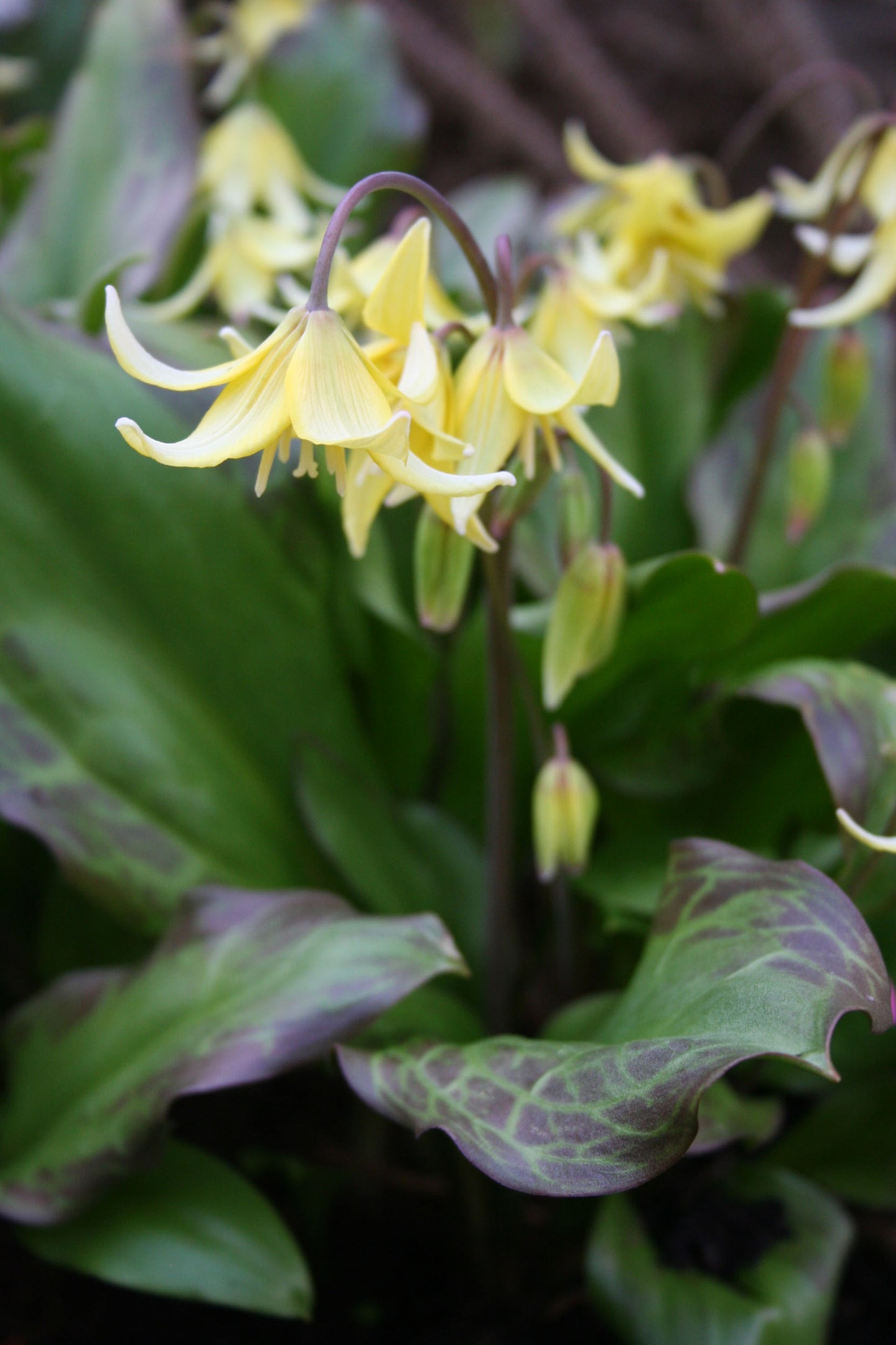 Erythronium 'Pagoda' - garðskógarlilja
