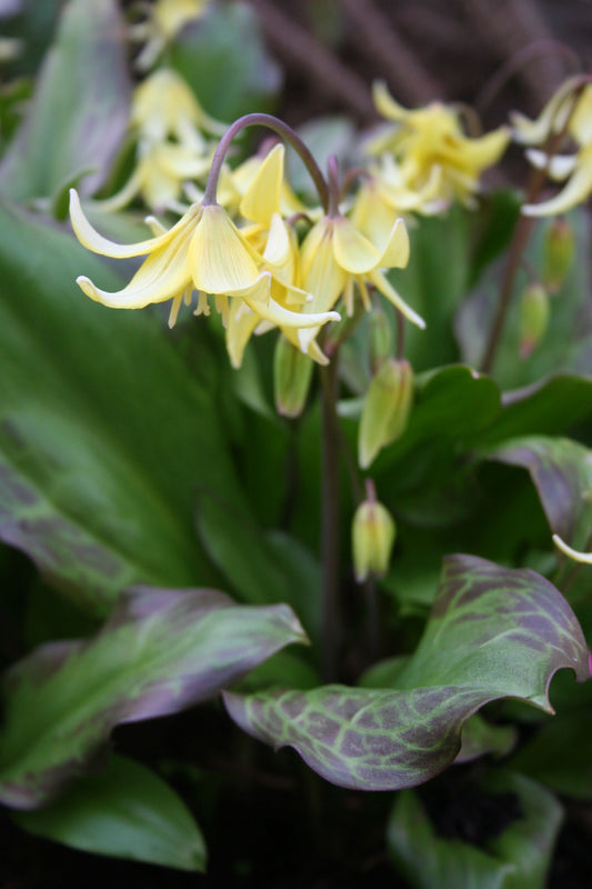 Erythronium 'Pagoda' - garðskógarlilja