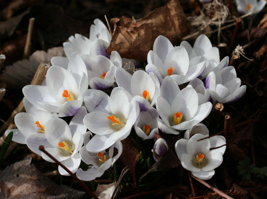 Crocus chrysanthus 'Prins Claus' - tryggðakrókus