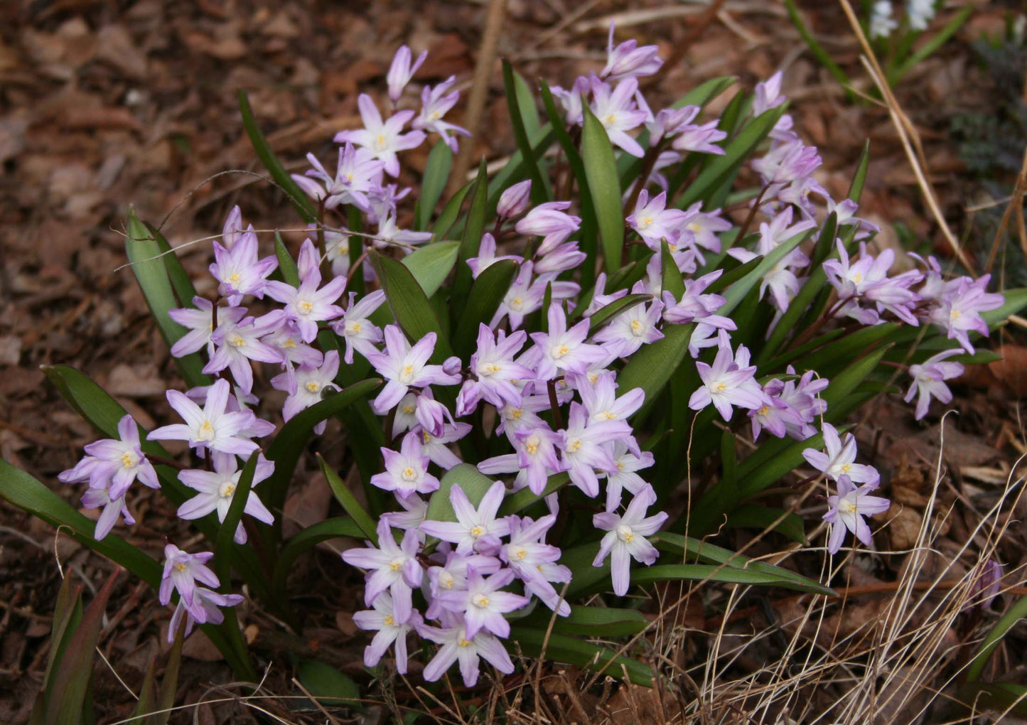 Chionodoxa forbesii 'Pink Giant' - snæstjarna