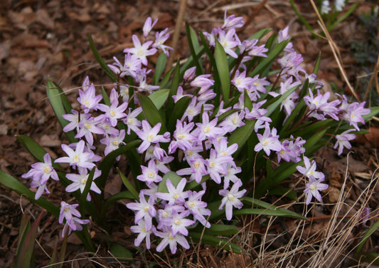 Chionodoxa forbesii 'Pink Giant' - snæstjarna