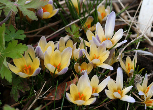Crocus chrysanthus 'Advance' - tryggðakrókus
