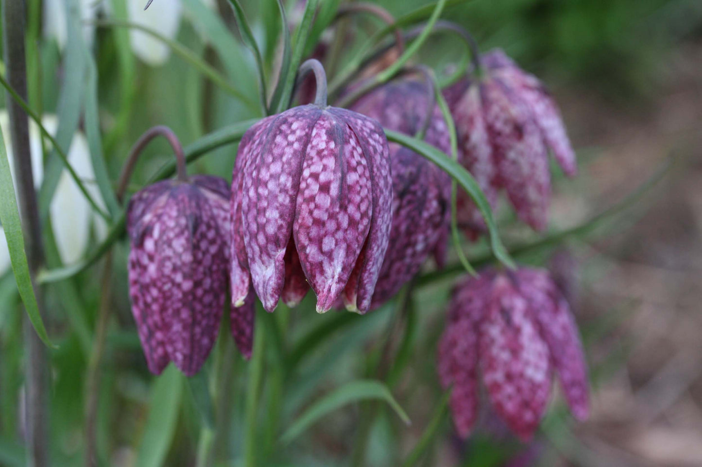 Fritillaria meleagris - vepjulilja