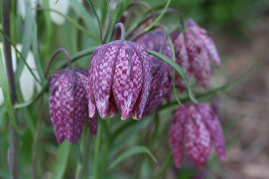 Fritillaria meleagris - vepjulilja