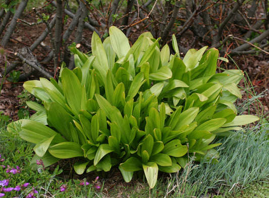 Colchicum autumnale - haustlilja