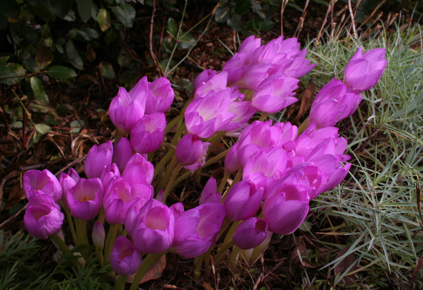 Colchicum autumnale - haustlilja