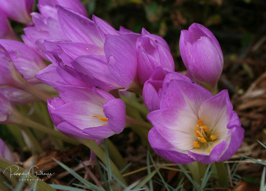 Colchicum autumnale - haustlilja