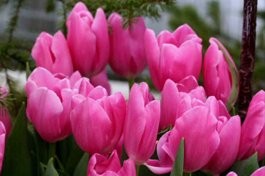 Tulipa 'Mistress' - túlipani