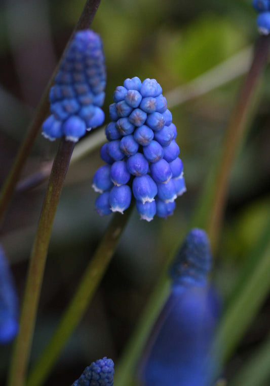 Muscari aucheri 'Dark Eyes' - vínperlulilja