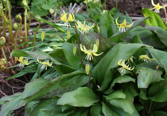 Erythronium 'Pagoda' - garðskógarlilja