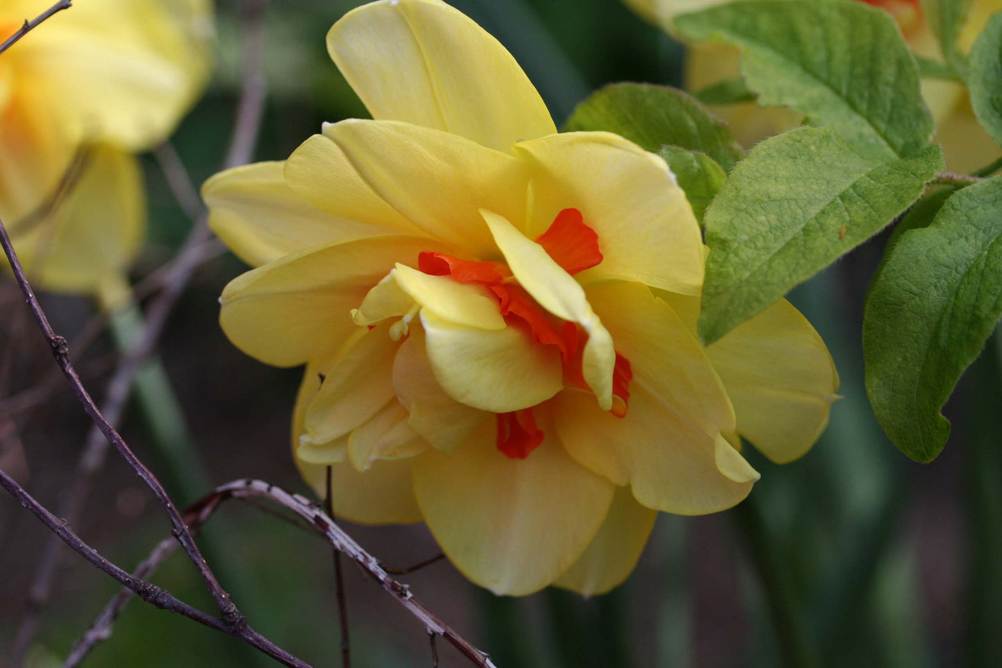 Narcissus 'Tahiti' - hátíðalilja