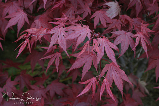 Acer palmatum 'Atropurpureum' - japanshlynur