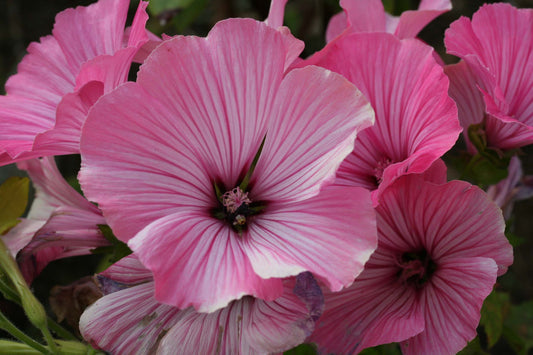 Lavatera 'Silver Cup' - aftanroðablóm