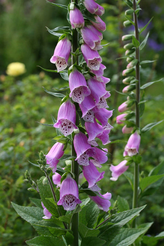 Digitalis purpurea - fingurbjargarblóm