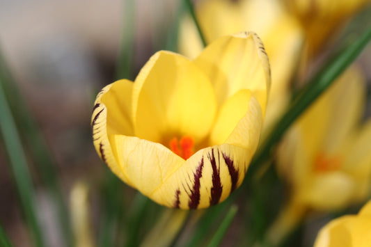 Crocus chrysanthus 'Gipsy Girl' - tryggðakrókus