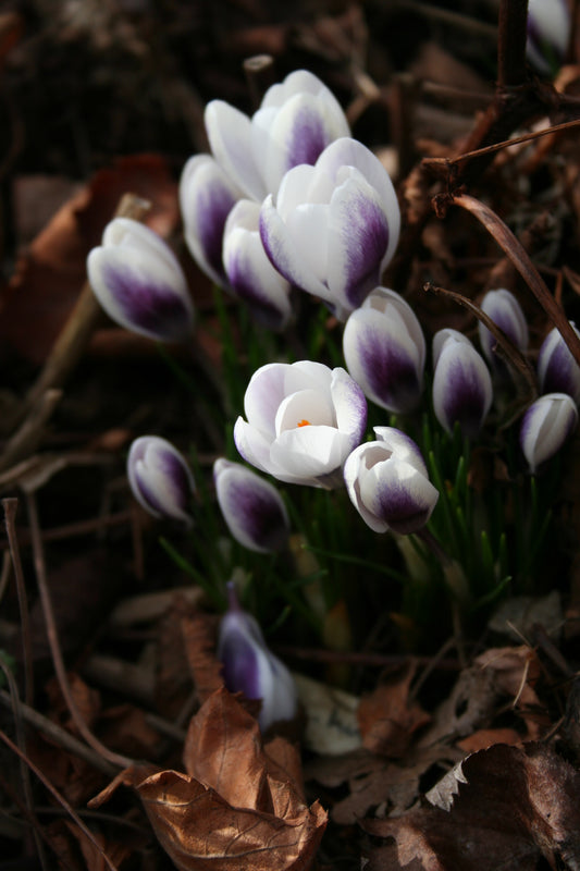 Crocus chrysanthus 'Prins Claus' - tryggðakrókus