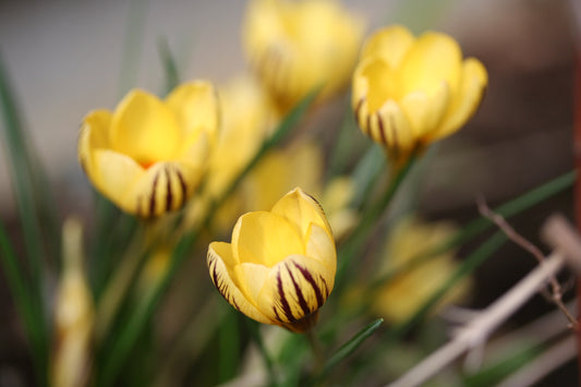 Crocus chrysanthus 'Gipsy Girl' - tryggðakrókus