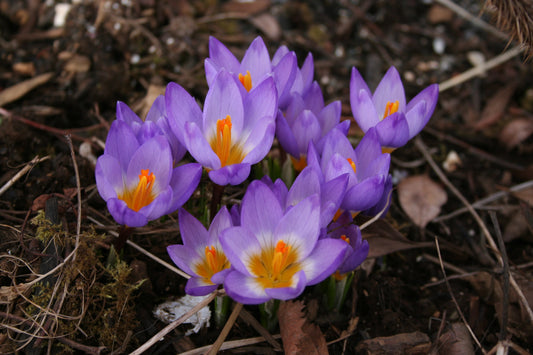 Crocus sieberi ssp. sublimis 'Tricolor' - grikkjakrókus