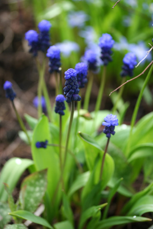 Muscari latifolium - svartperlulilja