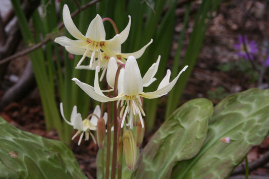 Erythronium revolutum 'White Beauty' - mjallskógarlilja