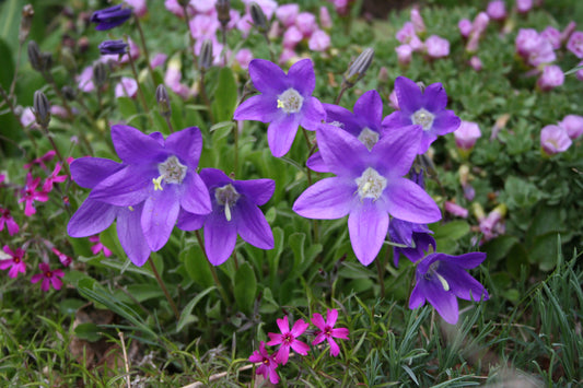 Campanula aucherii - sunnuklukka