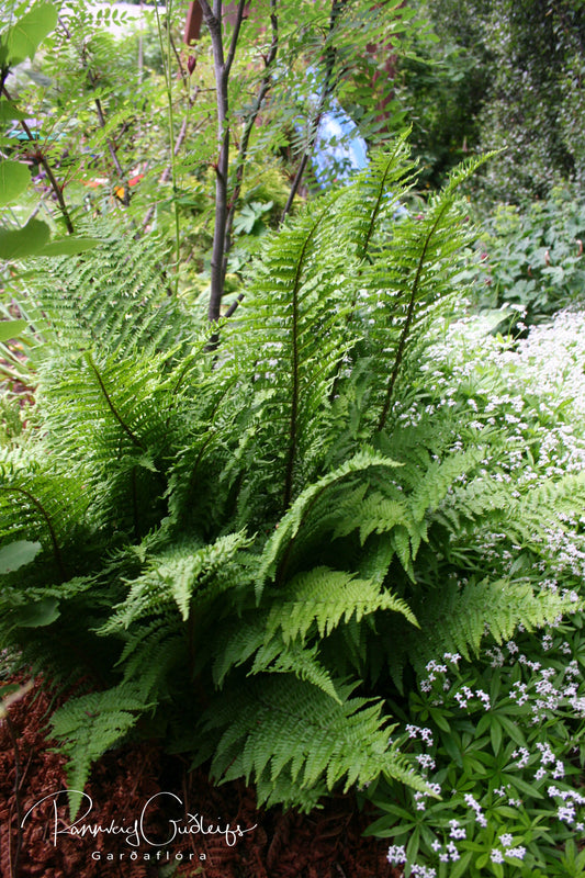 Dryopteris affinis 'Crispa' - gulldálkur