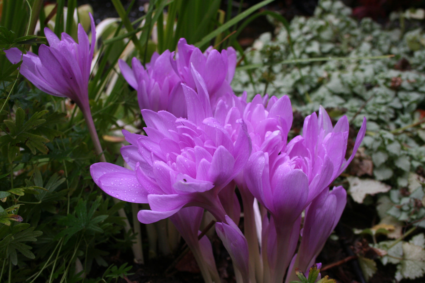 Colchicum 'Waterlily' - haustlilja