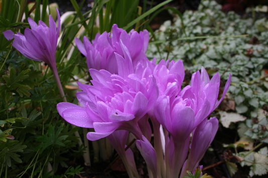 Colchicum 'Waterlily' - haustlilja