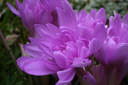Colchicum 'Waterlily' - haustlilja
