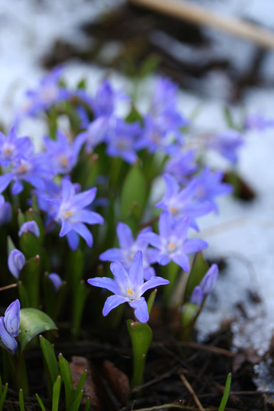 Chionodoxa luciliae -fannastjarna