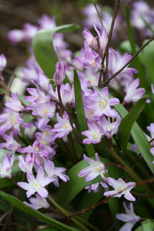 Chionodoxa forbesii 'Pink Giant' - snæstjarna