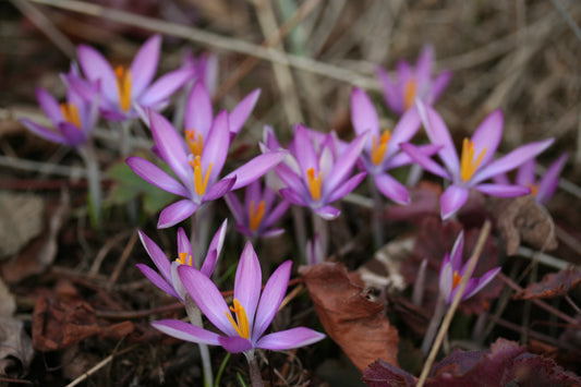 Crocus tommasinianus 'Roseus' - snækrókus