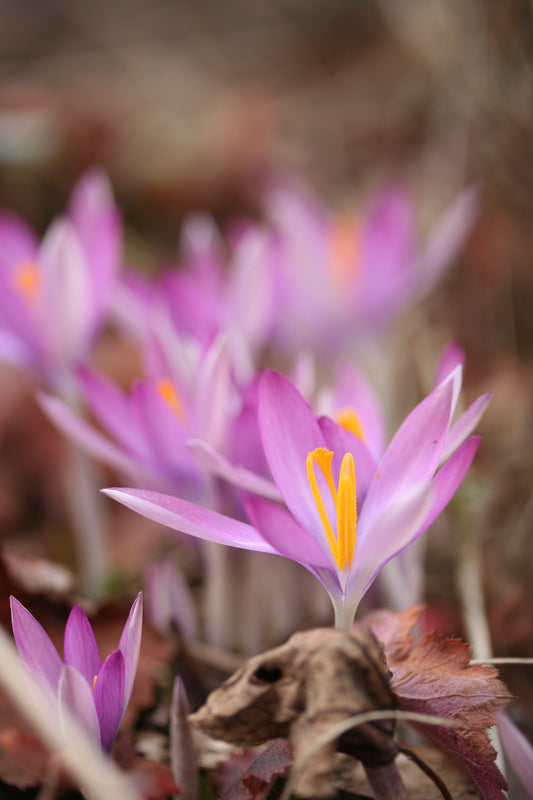 Crocus tommasinianus 'Roseus' - snækrókus