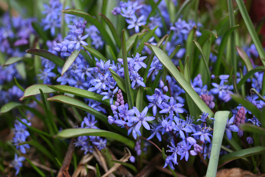 Scilla bifolia - tvíblaðalilja