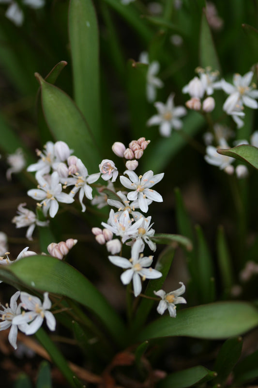 Scilla bifolia 'Rosea' - tvíblaðalilja