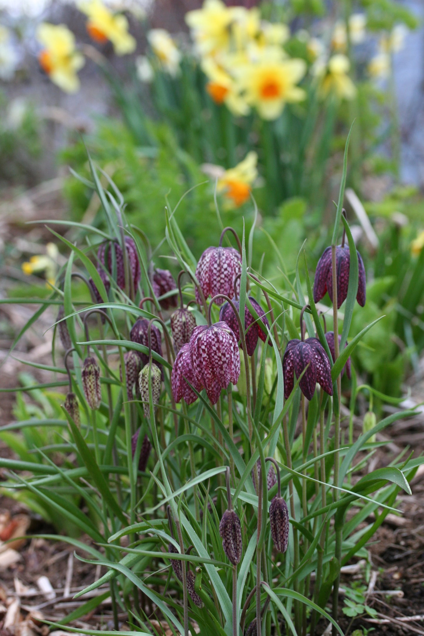 Fritillaria meleagris - vepjulilja