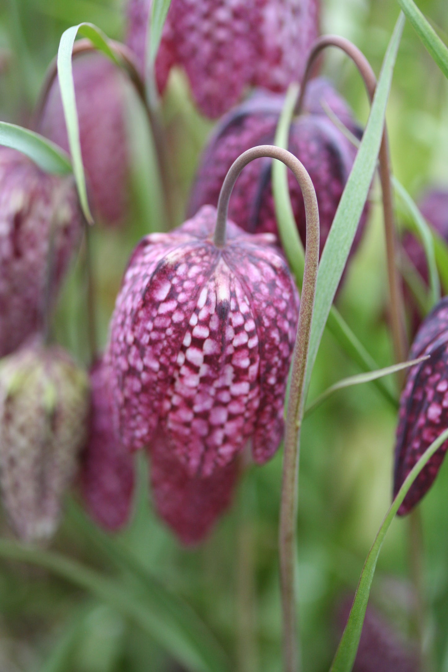 Fritillaria meleagris - vepjulilja