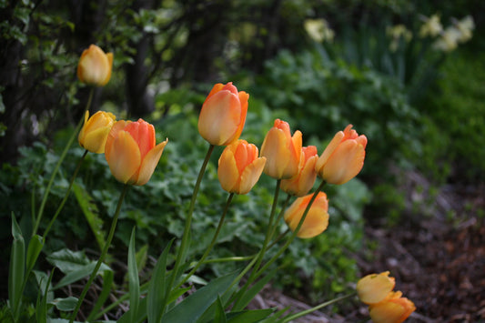 Tulipa 'Daydream' - túlipani
