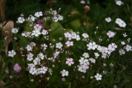 Silene alpestris - fjallaholurt