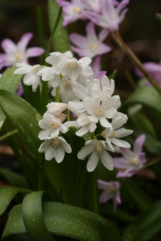 Puschkinia scilloides var. libanotica 'Alba' - postulínslilja