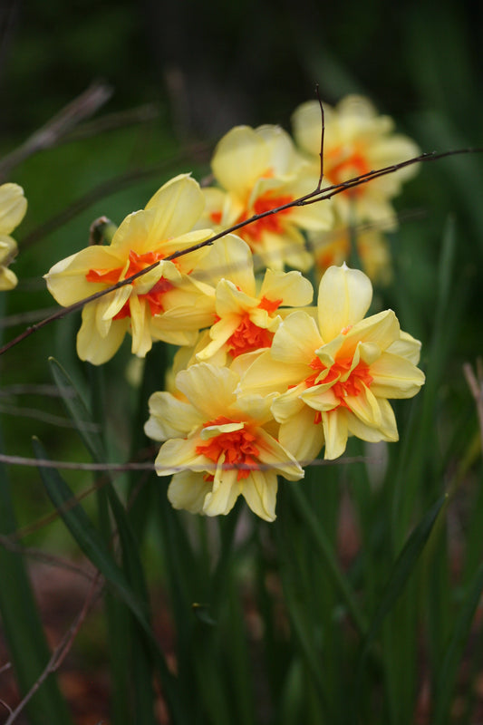 Narcissus 'Tahiti' - hátíðalilja