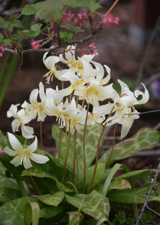Erythronium revolutum 'White Beauty' - mjallskógarlilja
