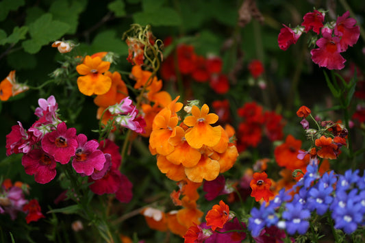 Nemesia 'Carnival Mixed' - fiðrildablóm