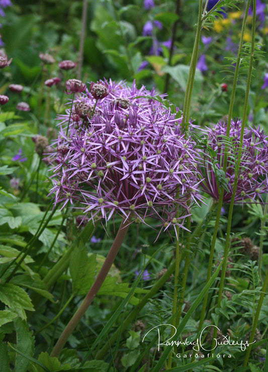 Allium cristophii - dúnlaukur