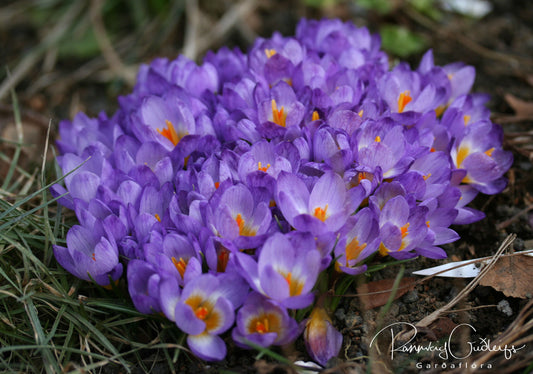 Crocus sieberi ssp. sublimis 'Tricolor' - grikkjakrókus