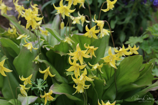 Erythronium 'Pagoda' - garðskógarlilja